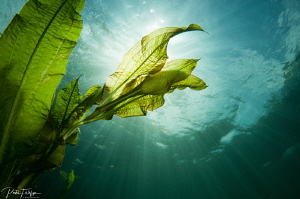 waterplant with sunshine by Pieter Firlefyn 